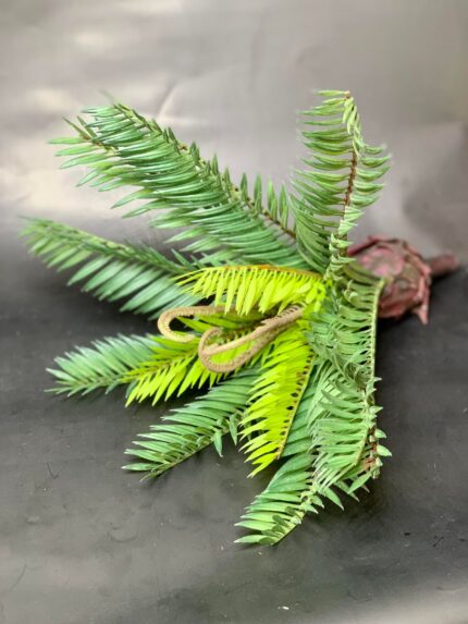 Palmier Cycas 30cm - imagine 2