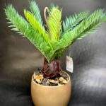 Palmier Cycas 30cm