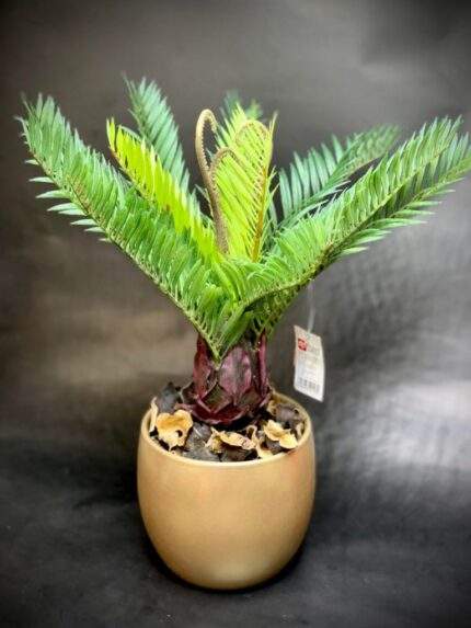Palmier Cycas 30cm
