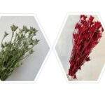 Nigella orientale 100g