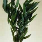 Eucalipt salcie 150 g