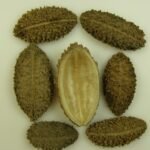 Pente onca natur 15 buc