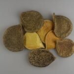 Ureche de elefant mini 0.18 kg