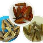 Flori Trident 11 buc