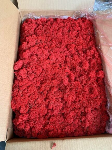 Licheni Norvegieni rosu 57 - imagine 2