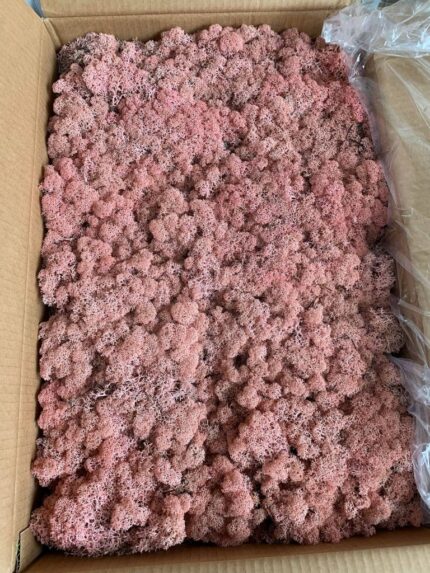 Licheni Norvegieni roz 62 - imagine 2