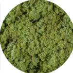 Licheni Norvegieni verde menta 66