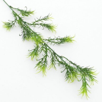Asparagus 55 cm