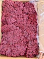 Licheni norvegieni burgundy 63 - imagine 2