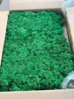 Licheni Norvegieni verde iarba 78 - imagine 2