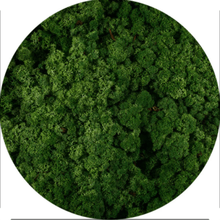 Licheni Norvegieni verde iarba 78
