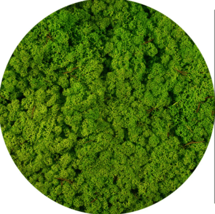 Licheni Norvegieni verde iarba deschis 79