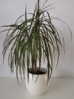 Vas ceramica Kula 1buc