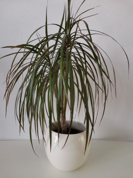 Vas ceramica Kula 1buc