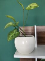 Vas ceramica Kula 1buc