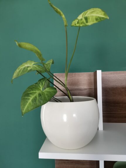 Vas ceramica Kula 1buc