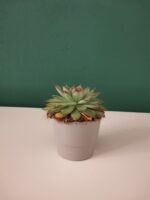 Vase ceramice pentru prymula12 cm