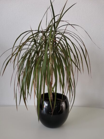 Vas ceramica Kula 1buc