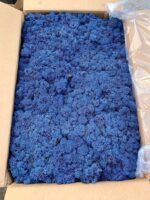 Licheni norvegieni albastru clasic 84 - imagine 2