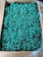 Licheni norvegieni verde pacific 87 - imagine 2