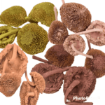 Floarea-soarelui uscata 8 buc