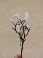 Magnolie 40 cm