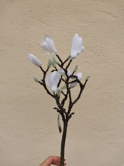 Magnolie 40 cm