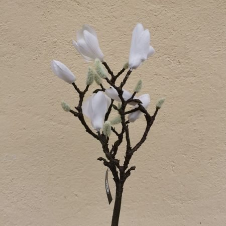 Magnolie 40 cm
