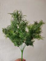 Asparagus 7 crengute