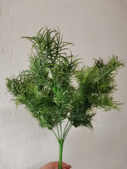 Asparagus 7 crengute