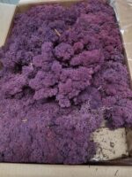 Licheni norvegieni mech erica 53