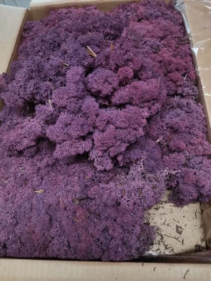 Licheni norvegieni mech erica 53