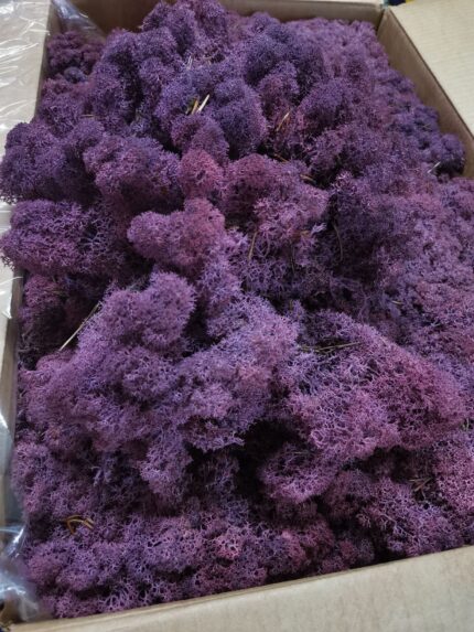 Licheni norvegieni mech erica 53