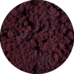 Licheni norvegieni mech erica 53