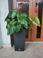 Ghiveci inalt Rato Square 50 cm