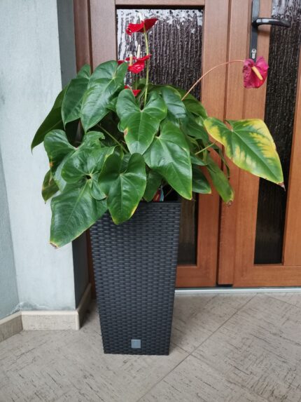 Ghiveci inalt Rato Square 50 cm