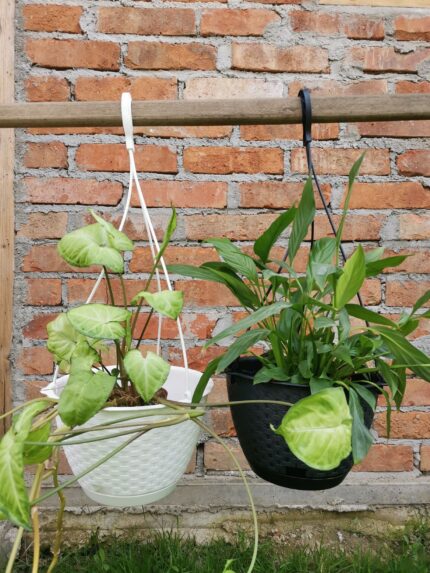 Ghiveci cu agatatoare 24 cm