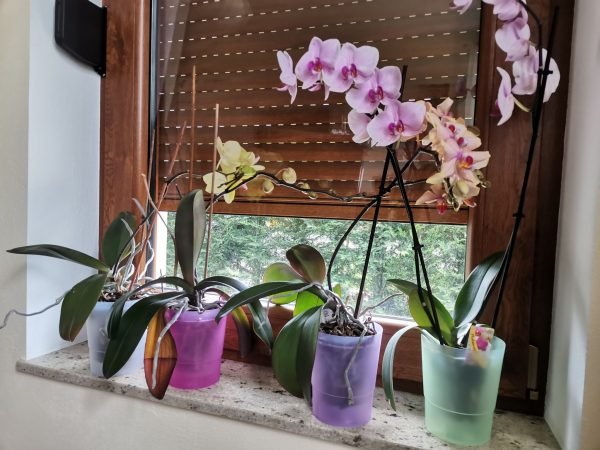 Ghiveci pentru orhidee 15 cm