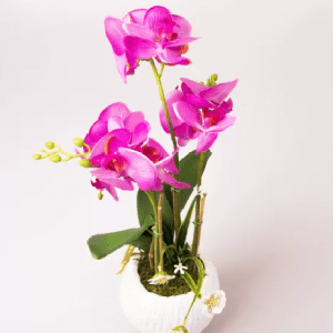 Orhidee in ghiveci 51 cm
