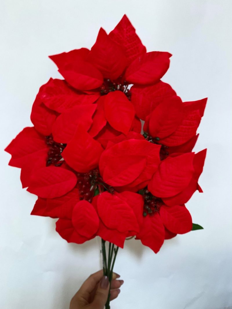 Buchet Craciunita catifelata 1