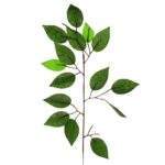 Creanga de ficus 60 cm