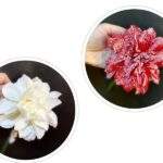 Dalie cu aspect inzapezit 1 buc