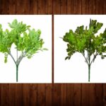 Buchet buxus sempervivens 29 cm