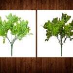 Buchet buxus sempervivens 29 cm