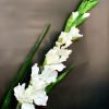 Gladiolă albă 96 cm