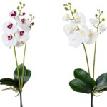 Orhidee la fir cu 2 tije