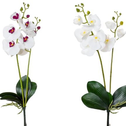 Orhidee la fir cu 2 tije