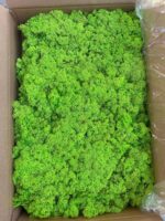 Licheni norvegieni Spring Green 55 - imagine 2