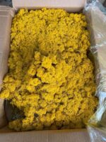 Licheni Norvegieni galben 60 - imagine 2