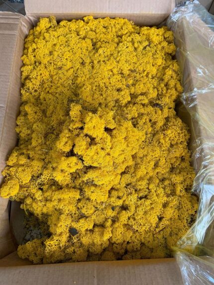 Licheni Norvegieni galben 60 - imagine 2